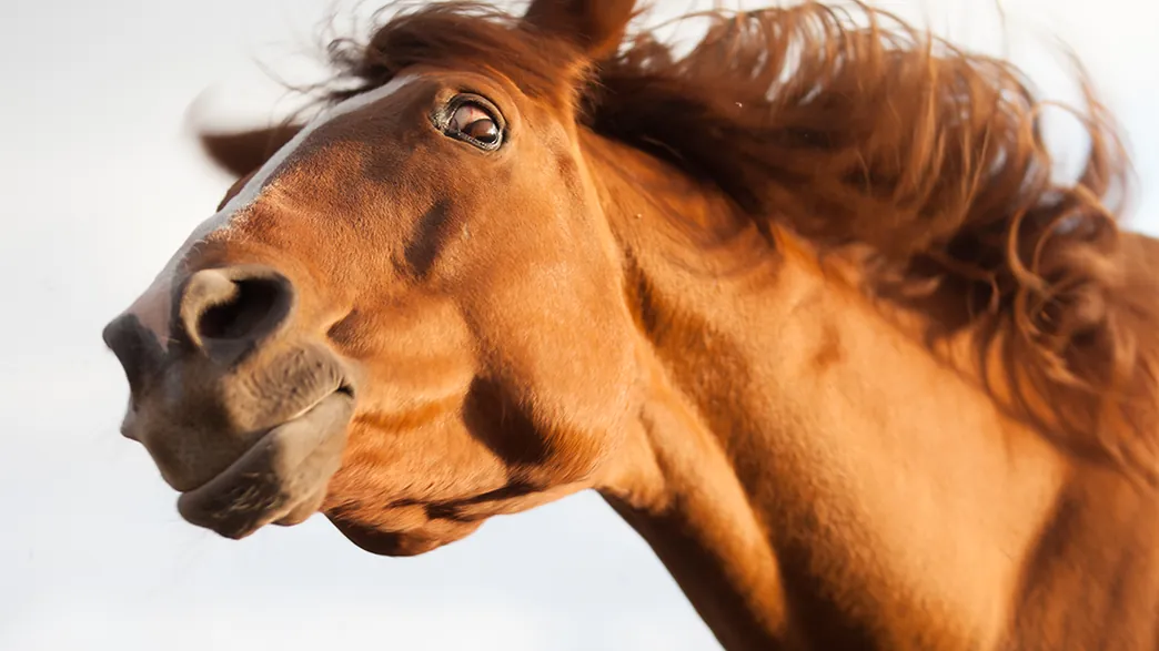 1627568757-a-horse-with-a-look-of-shock-on-its-face-like-it-s-just-read-about-what-happened-to-its-ancestors-l.webp