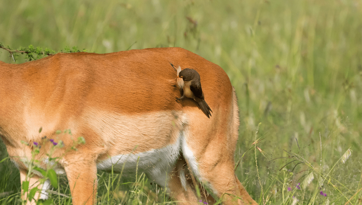"What The Pluck?" Study Finds Birds Flagrantly Thieve Living Mammals