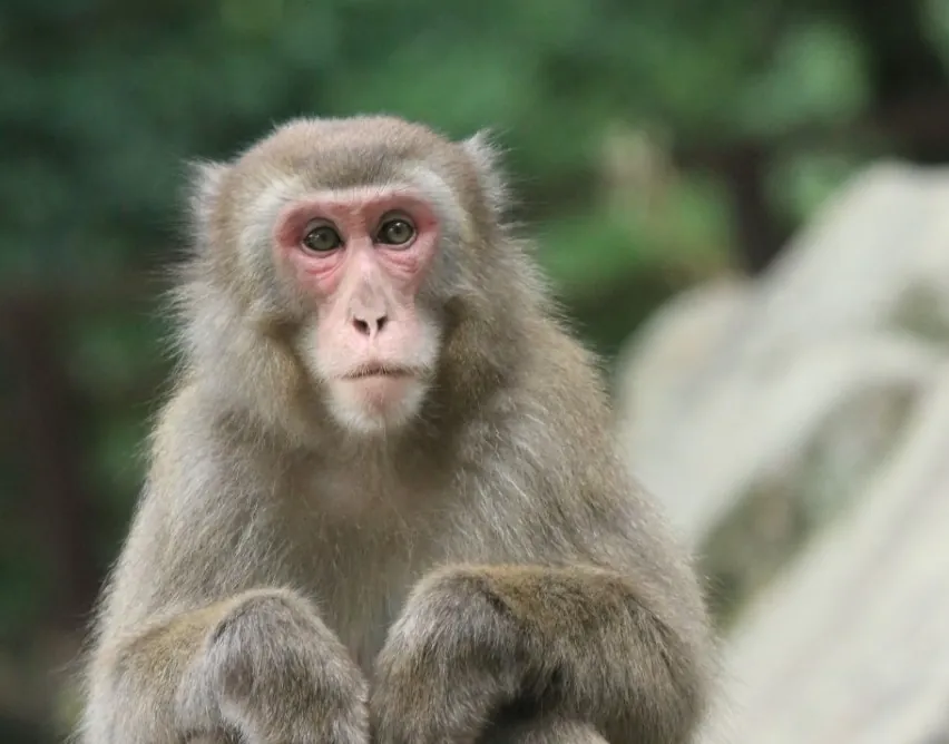 Japanese monkey様 Japanese Nature Reserve Welcomes Its Feisty First Female