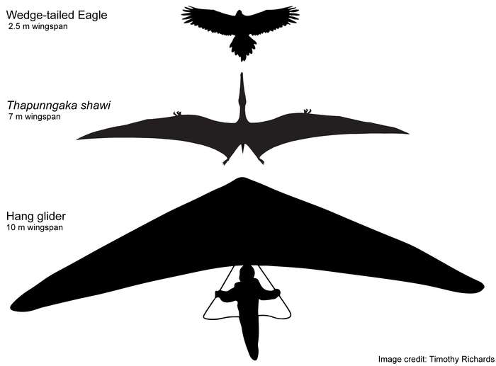 content-1628489461-pterosaur-comparison.