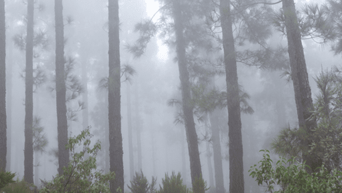 Forests Help Make Clouds, And Together They Cool The Earth IFLScience