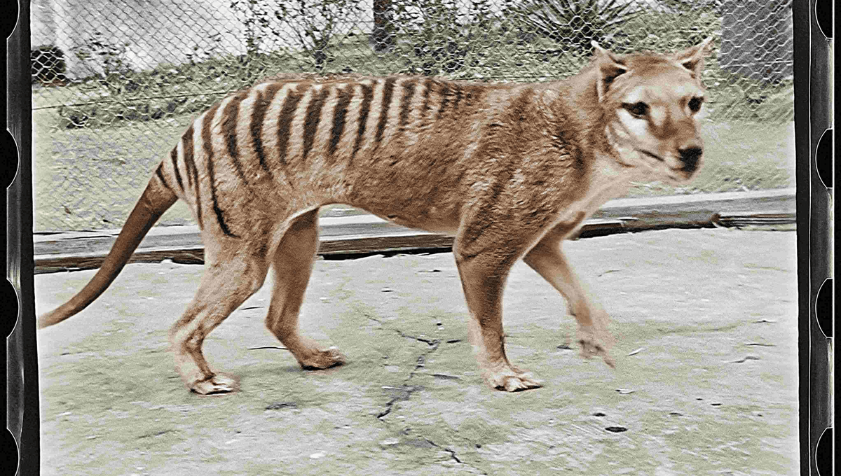 未使用！ TASMANIAN TIGER Film Of The Last Captive Tasmanian Tiger Colorized For The First