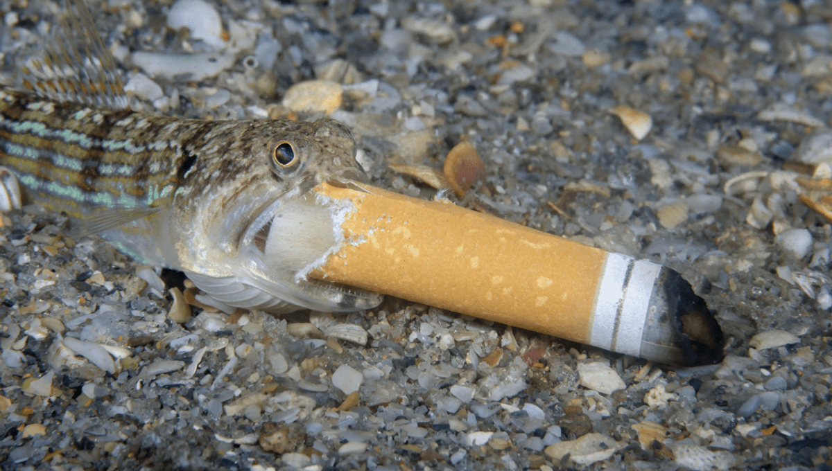 Sobering Photo Of A "Smoking Fish" Wins Conservation Ocean Photography