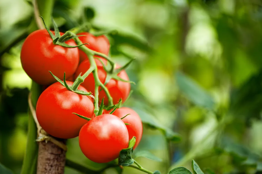Tomato In Japan Is First CRISPR-Edited Food In The World To Go On