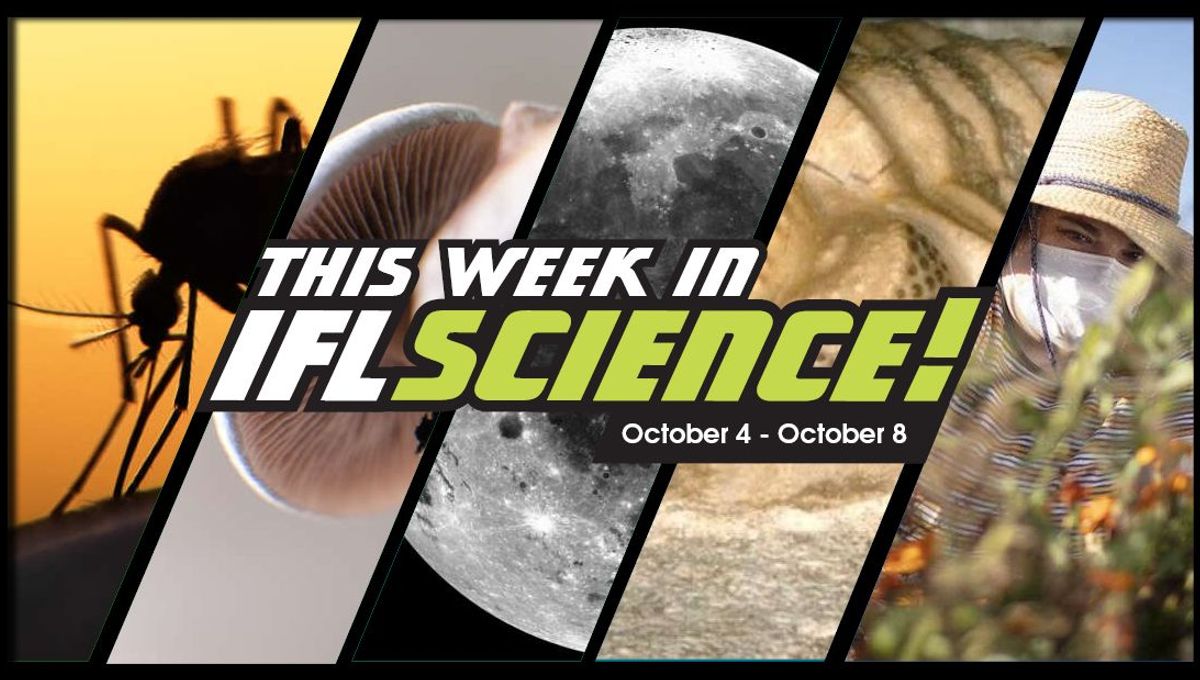 This Week In Science! | IFLScience