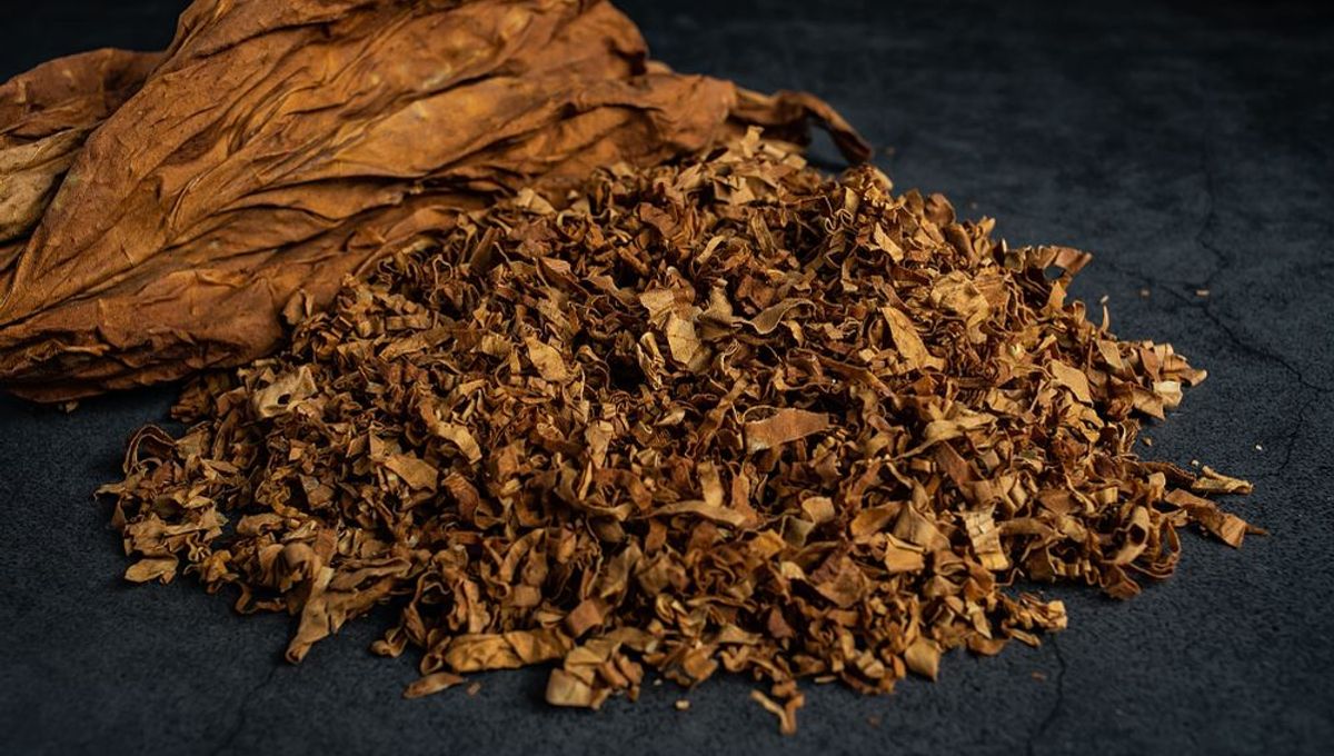 ancient tobacco Earliest Known Use Of Tobacco By Humans Just Got Pushed Back 9,000 Years