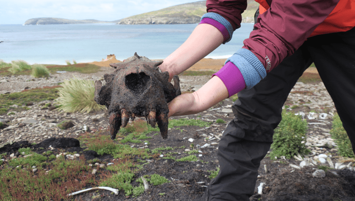 Native Americans Visited The Falklands Before Europeans, Study Suggests
