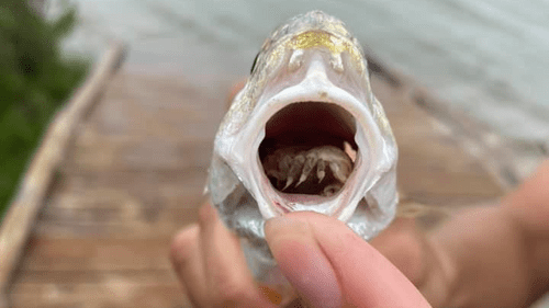 fish parasite