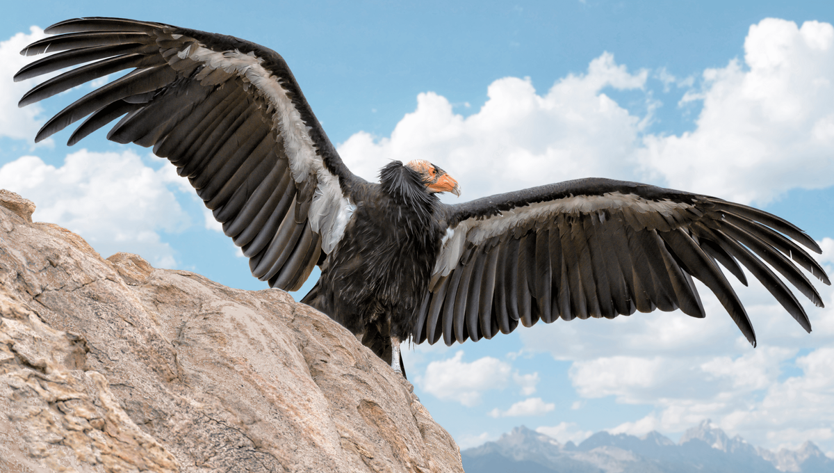 California Condors Recorded Reproducing Via "Virgin Birth" For First