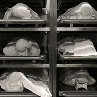 bodies in morgue