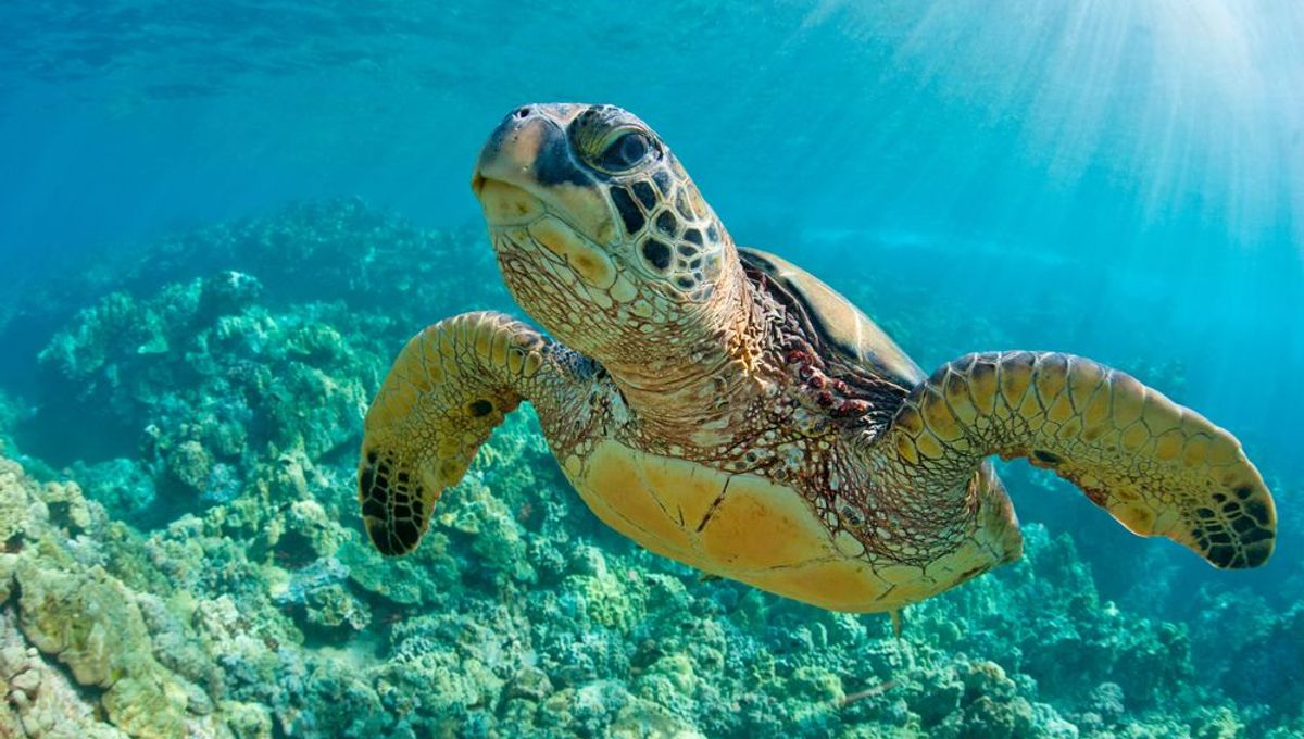 Toxic Turtles 7 People Dead After Eating Poisoned Turtle Meat In Zanzibar IFLScience