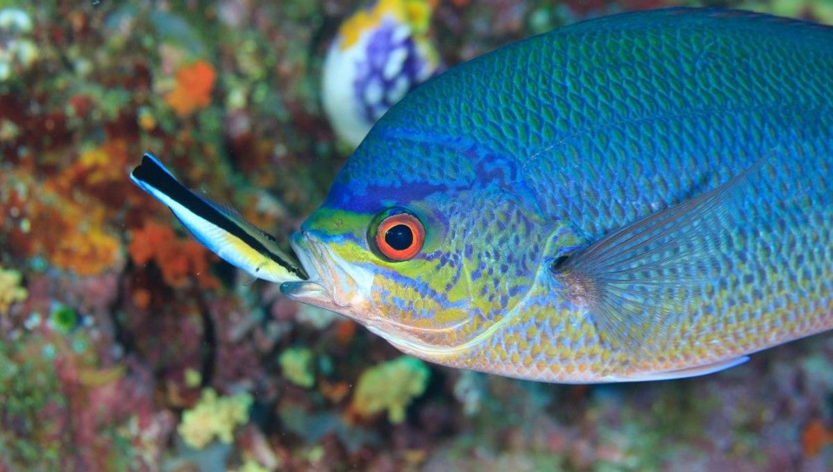 Fish Cleaning Themselves In A Mirror May Have Just Demonstrated Self