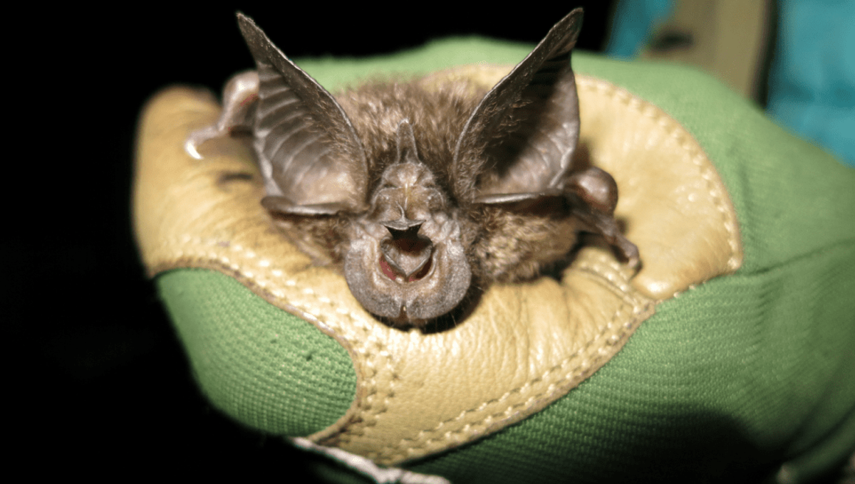 "You Look Ridiculous" Scientists Tell BigNosed Bat Upon Rediscovery