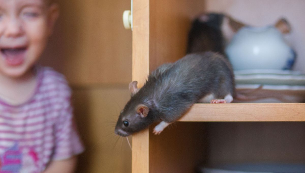 Researchers Screamed At Rats For 3 Weeks, Turns Out It Causes Fertility Issues IFLScience