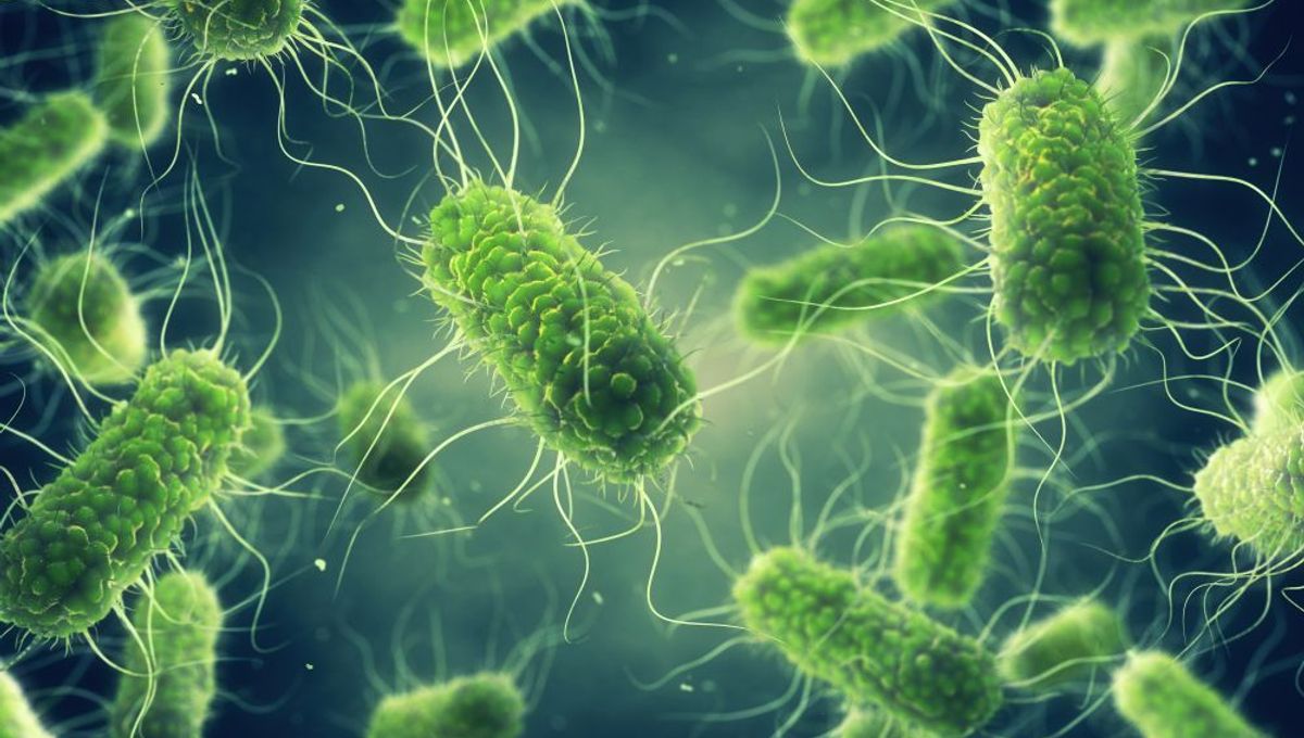 Nanoparticle-Carrying Salmonella Is Effective Anti-Cancer Treatment ...