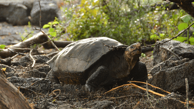 female Galapagos tortoise first of species seen alive in over a century