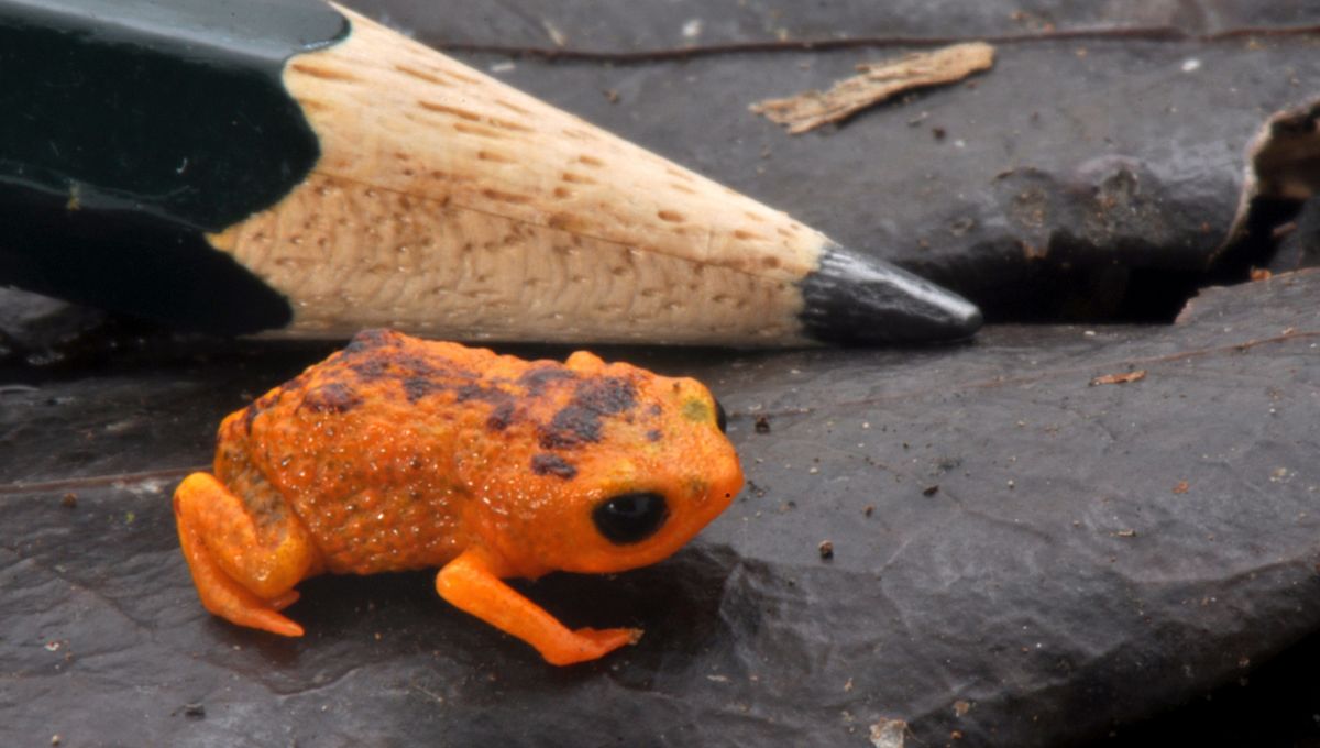 Miniature Brazilian Frogs Are Clumsy Jumpers Because Their Ear