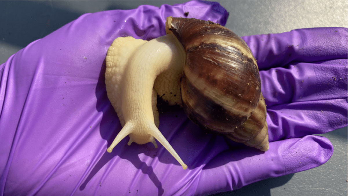 Florida Town Placed Into Quarantine After Giant African Land Snails