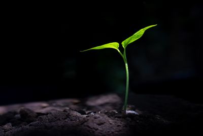A plant growing in darkness. Image Credit: anut21ng Stock/Shutterstock.com A plant growing in darkness. Image Credit: anut21ng Stock/Shutterstock.com
