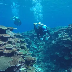 ishigaki island corals