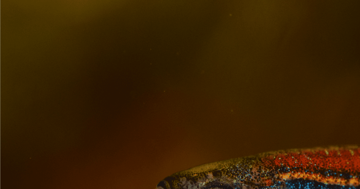 Fish Can Count, And So Can You, Says Study | IFLScience