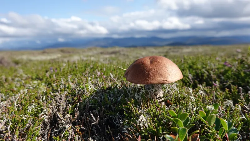 An alpine fungus found in the Cairngorms.