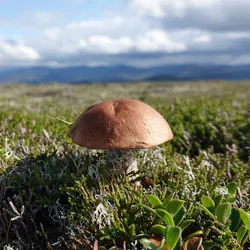 An alpine fungus found in the Cairngorms.