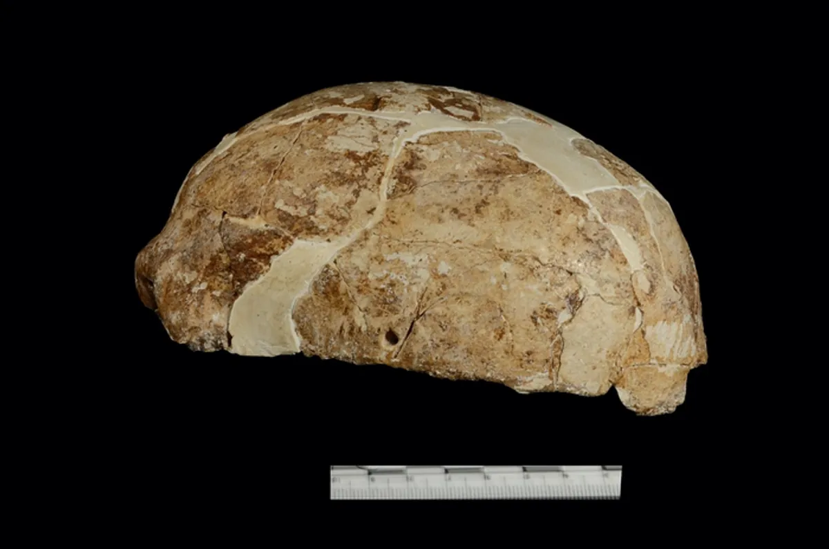 red-deer-cave-skull-l.webp