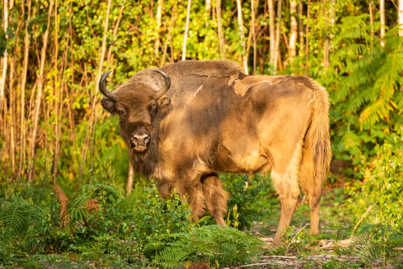 Female European Bison stood in the sunlight surrounded by green plants and brown tree trunks