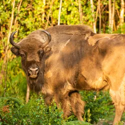 Female European Bison stood in the sunlight surrounded by green plants and brown tree trunks