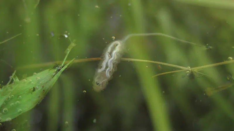rat tailed maggot