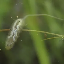 rat tailed maggot