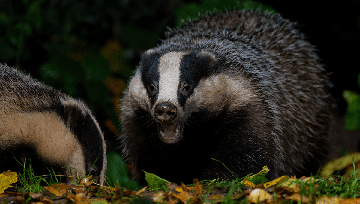 A Badger Kept Bringing Human Remains To One Woman's Garden IFLScience