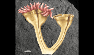 Auroralumina attenboroughii Auroralumina attenboroughii is a cnidarian from the Ediacaran era thought to be the oldest predator ever found