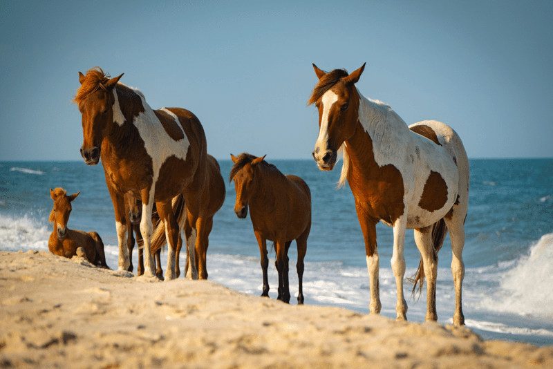 Assateague horses standing on the beach being awesome.