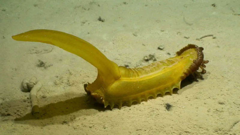 Yellow sea cucumber on the sea floor that looks a bit like a babana and a lot like something ruder