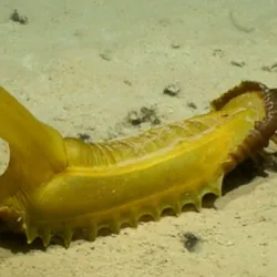 Yellow sea cucumber on the sea floor that looks a bit like a babana and a lot like something ruder