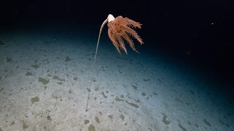 sea pen
