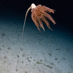 sea pen