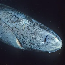 greenland shark eye parasite