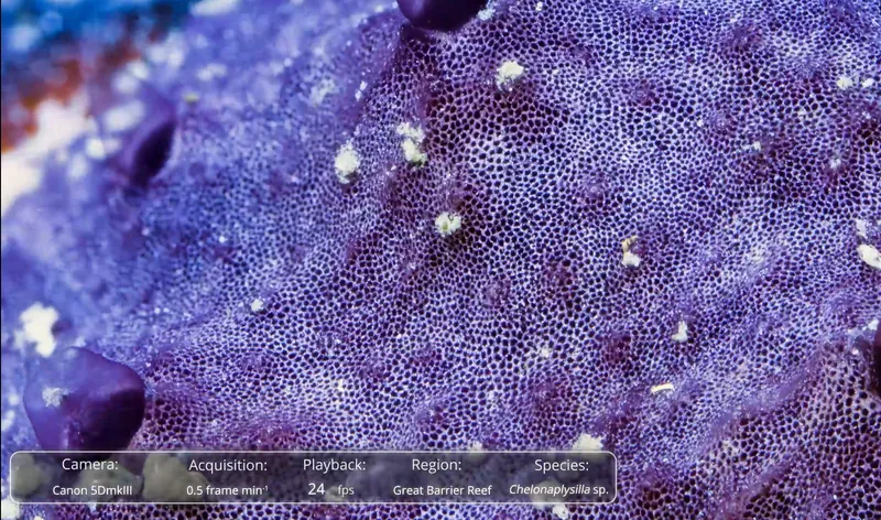 Bright purple sponge with white mucus on the surface