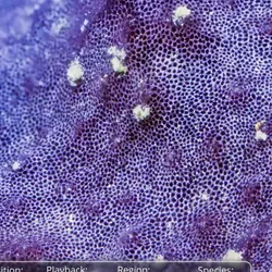 Bright purple sponge with white mucus on the surface