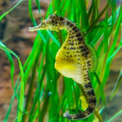 Male seahorse