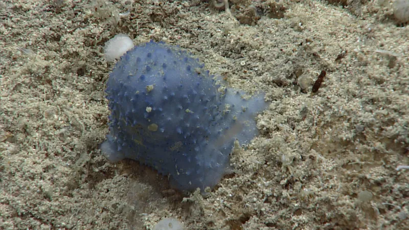 blue goo ocean