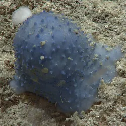 blue goo ocean