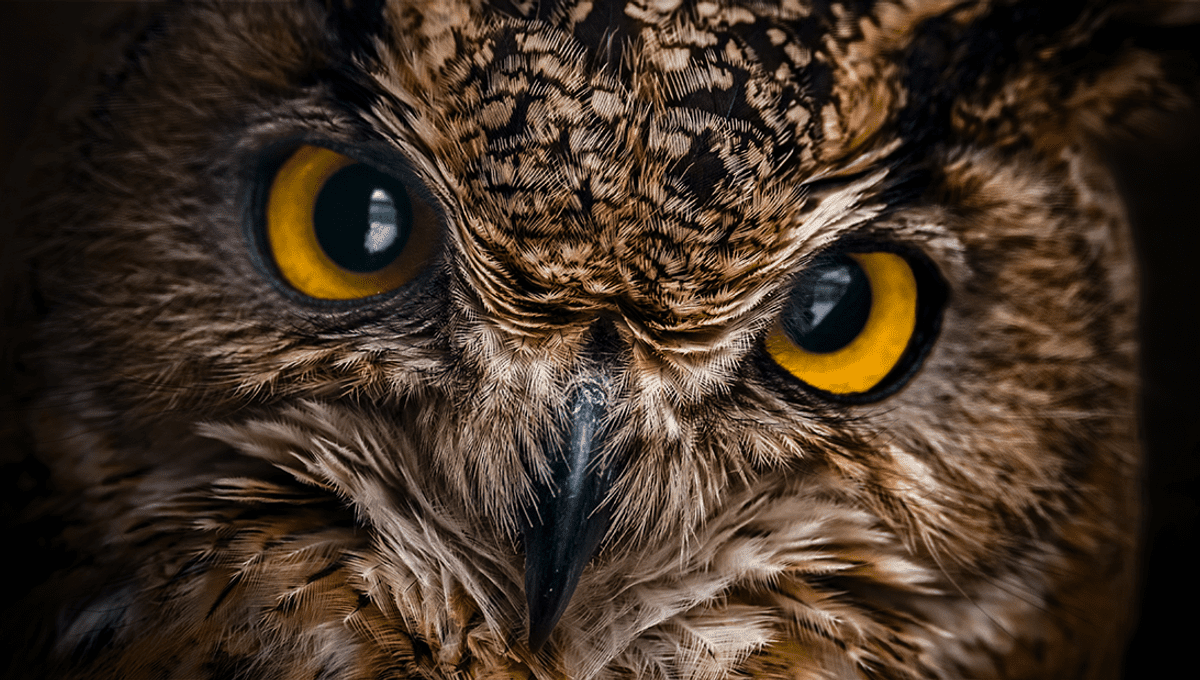 Owl Steals Stick Horse And Flies It Around Neighborhood Like A Witch On