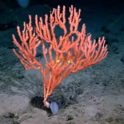 Dark deep-sea waters surrounding a large and vibrant red coral.
