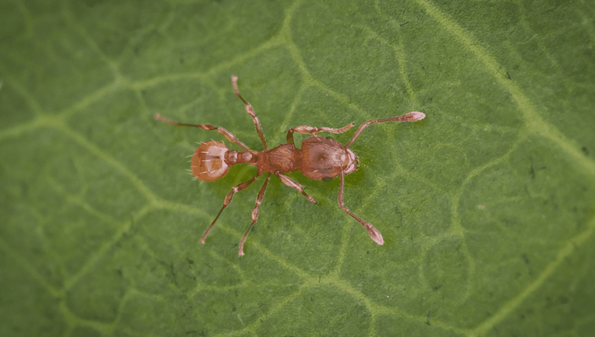 Electric Ants Are Raining Down On Hawai'i As Infestation Reaches Record