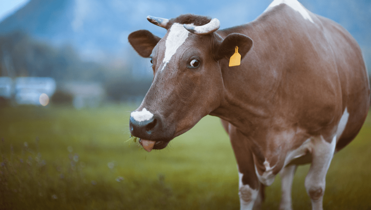 Cows Get High On Hemp Feed And Their Milk Could Possibly Get Us Baked Too IFLScience