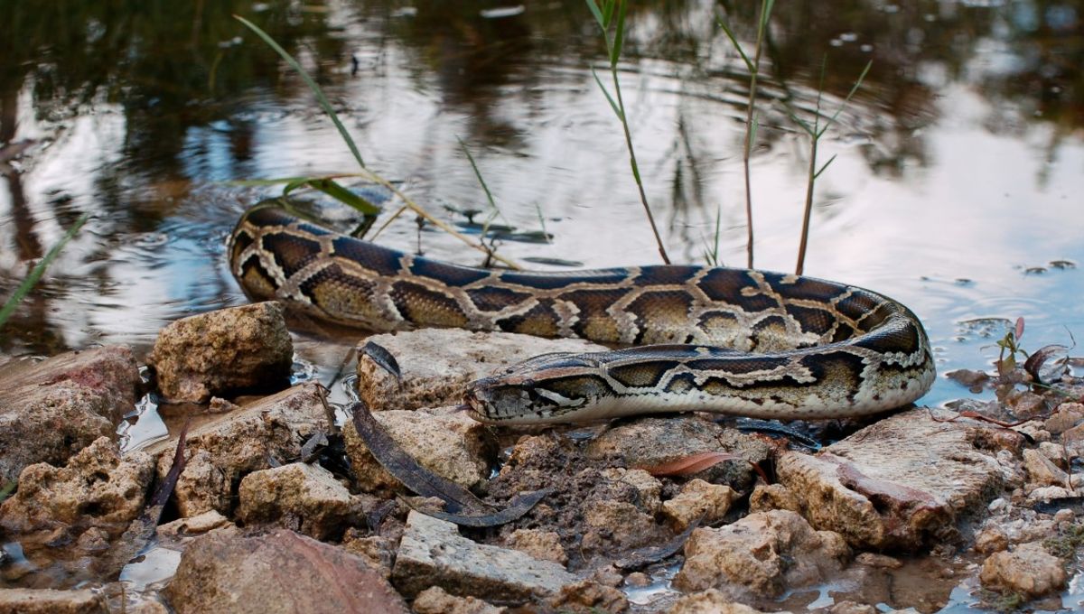 This Video Of A Whole Gator Being Pulled From A Python Will Make You ...